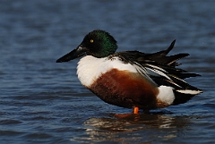 David Plant Photography - Wildlife Photography - Shoveler - O
